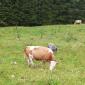 IMG-20240806-WA0024